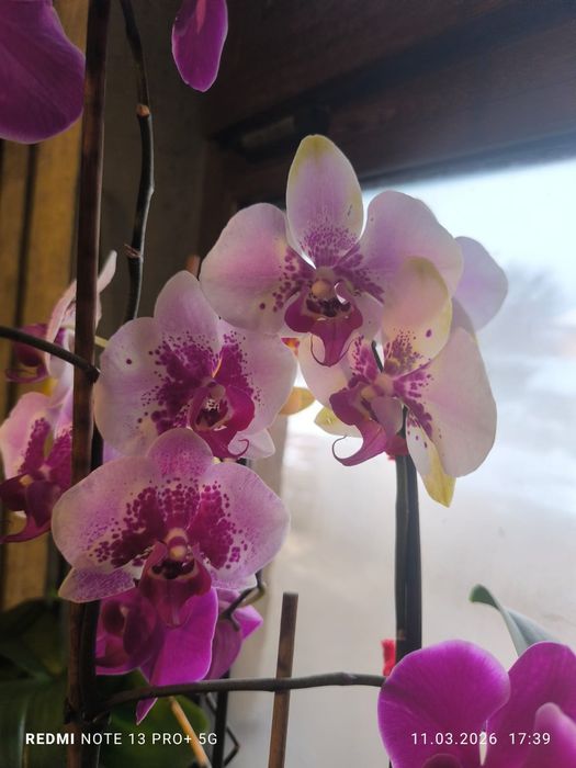 Детки орхидеи...