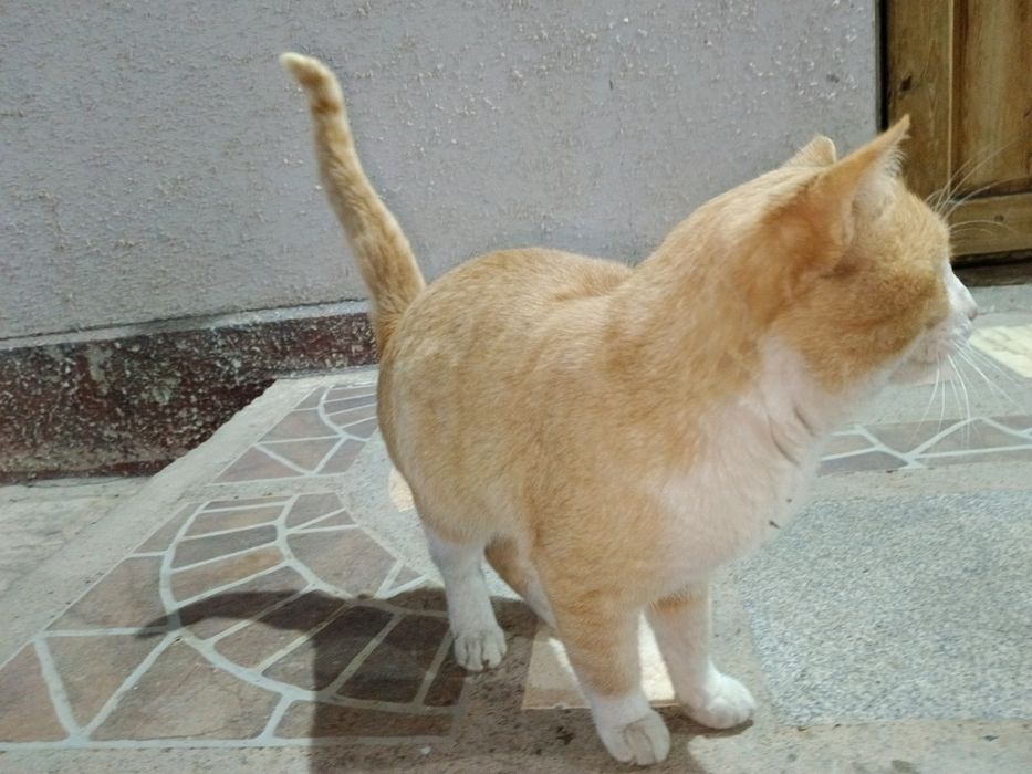 Срочно продам красивый кот