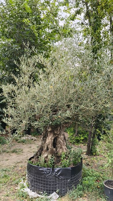 Maslini pe rod, ornamentali, seculari, bonsai rezistenti la ger
