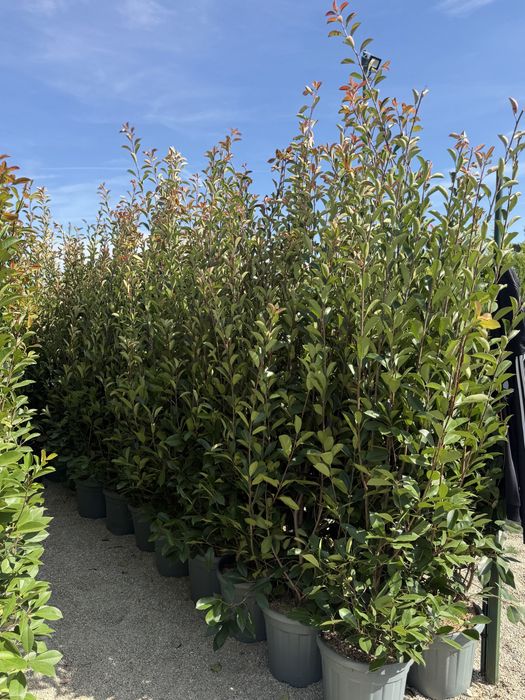 Vand photinia red robin calitate superioara