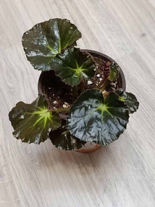 В продаже комнатные цветы