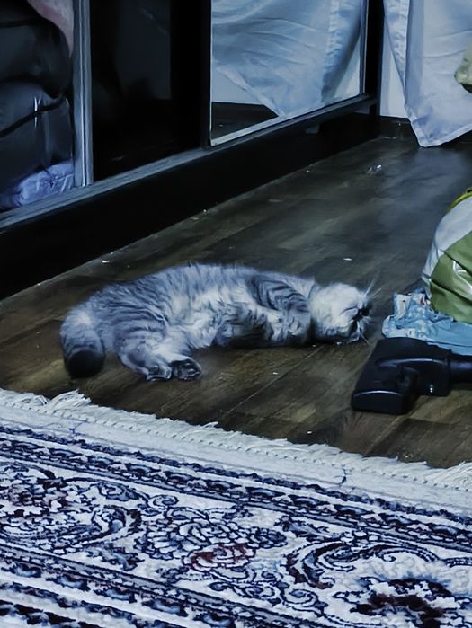 Scotish fold mushugi toza qon sogʻlom mushuk 11 oylidan oshgan