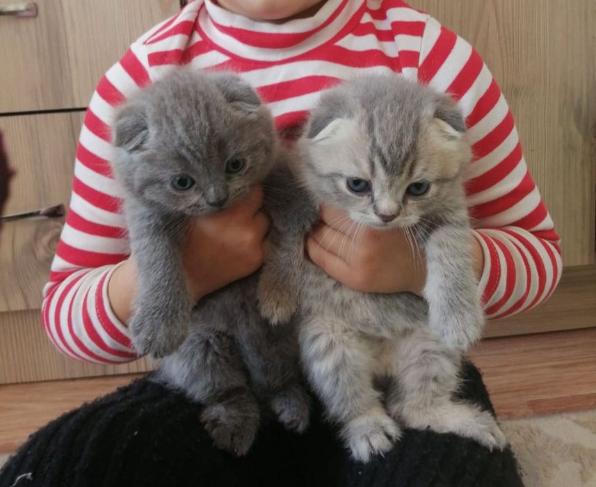 Скоттиш Фолдики и Страйты.