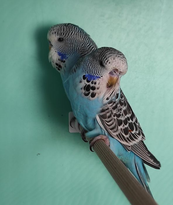 Продам попугаев разных пород