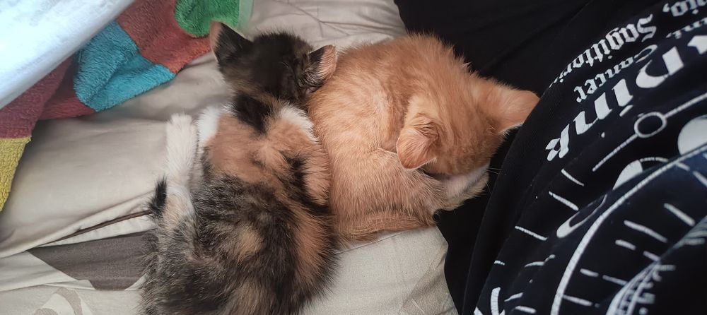 Отдам котят даром
