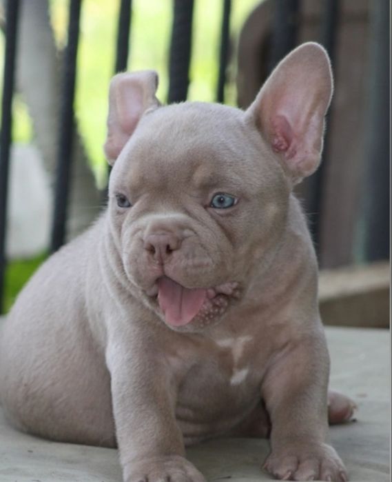 Американский Булли Премиум-класса!