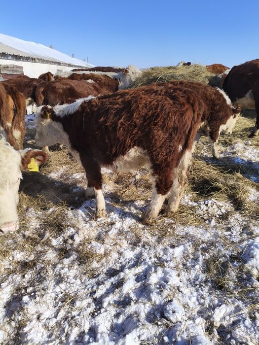 Телки герефорд 25 года