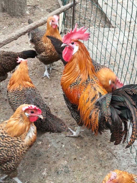 Инкубационные яйца