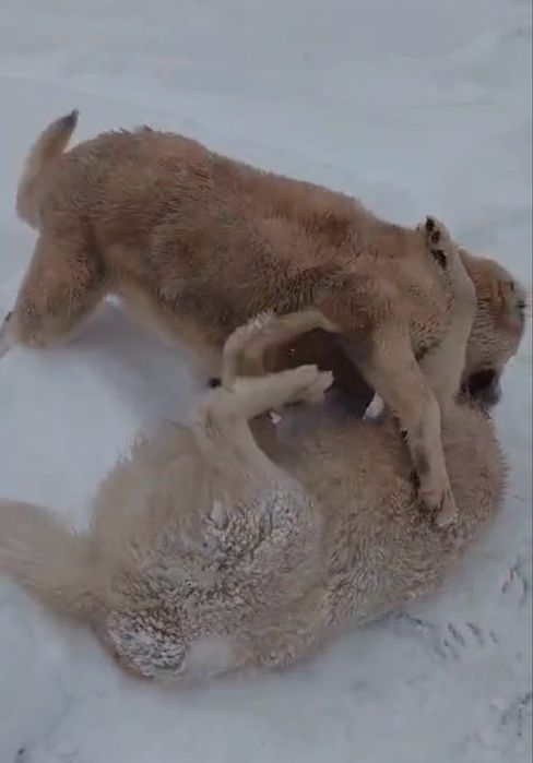 Ургашы алабай 3жас