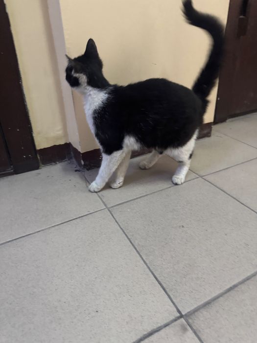 Мысықты асырап алатын адам болса