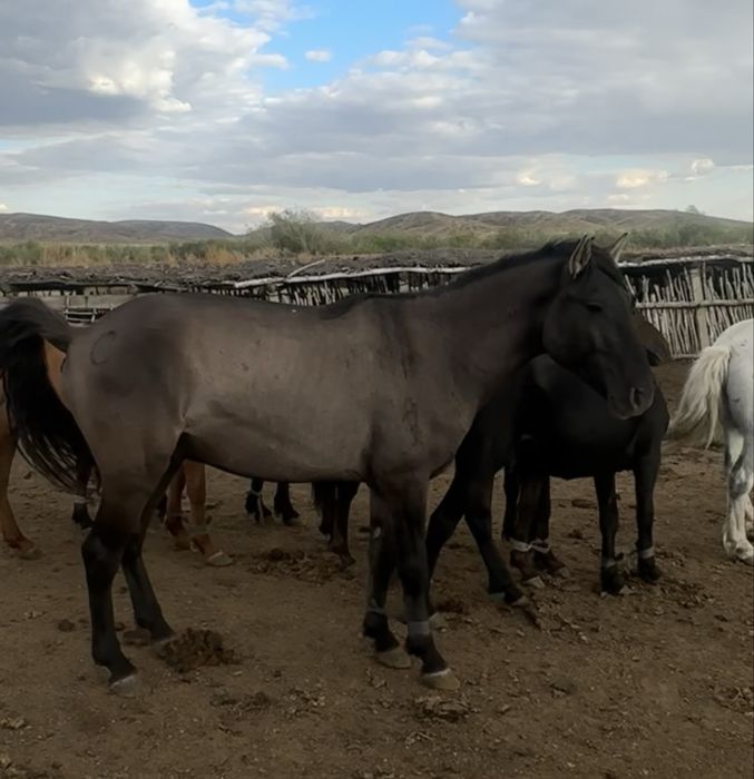 айғыр айгыр жеребец