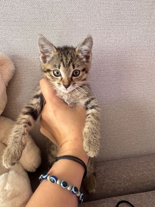 Котейку бесплатно