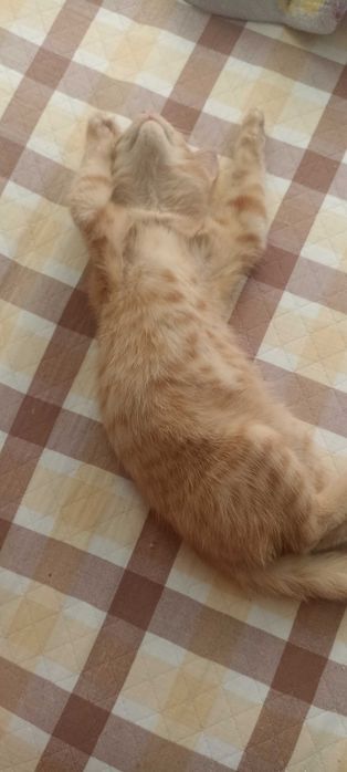 Найден рыжий котенок