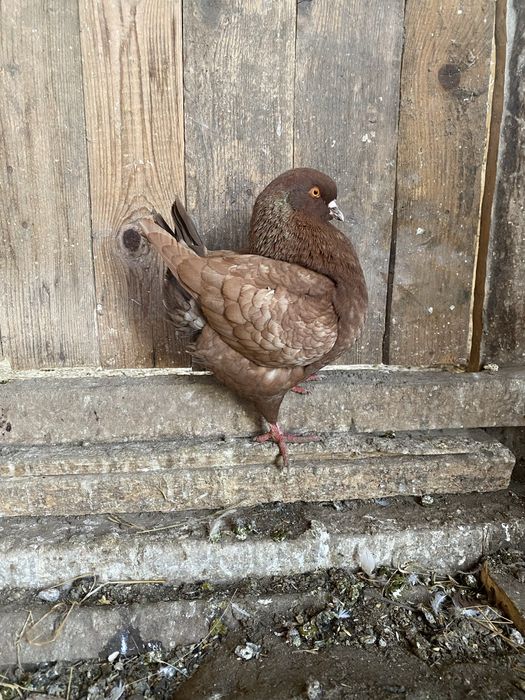 Vand sau schimb porumbei kingi