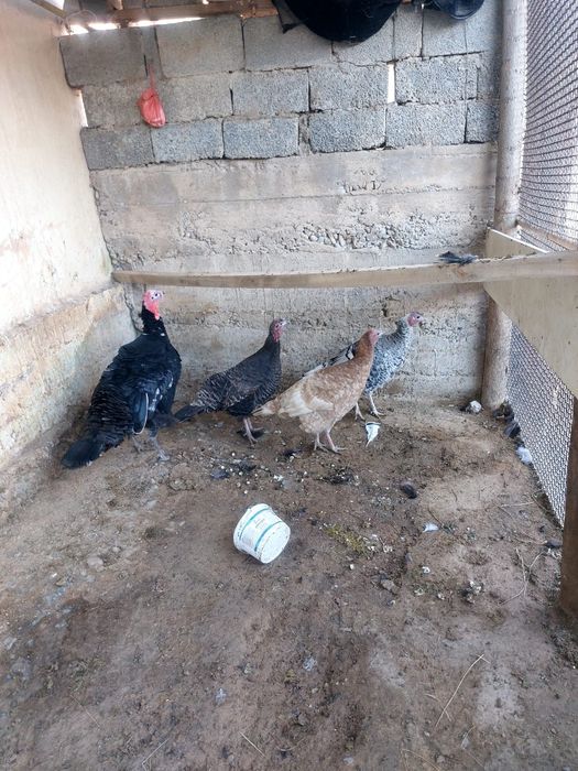 Үндік,индюк Индюк