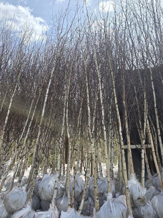 Copacii ornamentale 
Mesteacăn și tei la diferite mărimi si distribuim