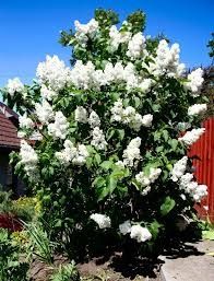 Сирень разных сортов и размеров