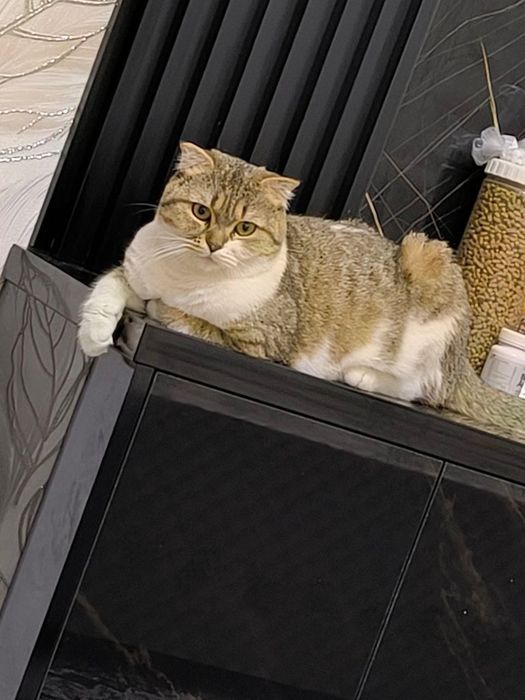 Породистые кошки