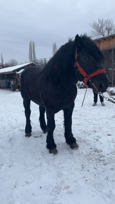 De vanzare manz armasar