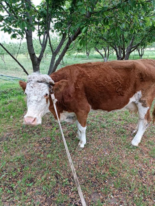 Сментал сигр сотилади