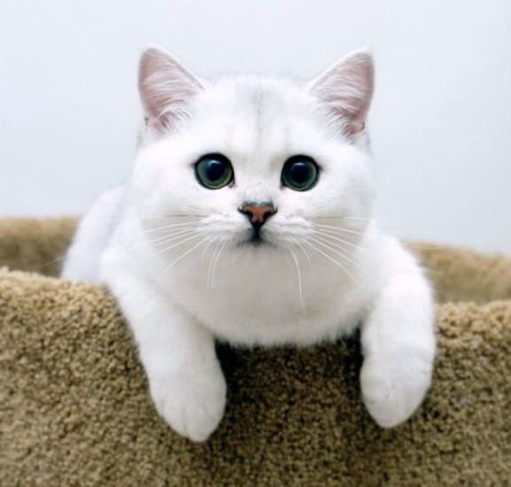 Продам британских котят