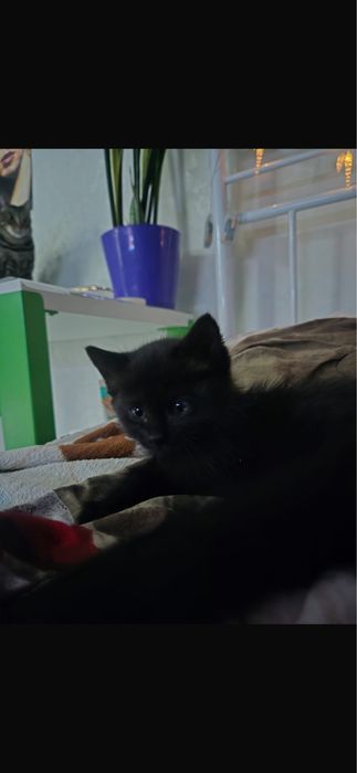 Ищу дом для котеночка !