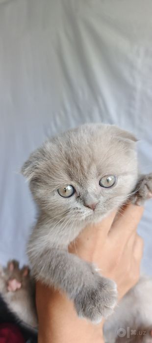Скотиш Фолд сотилади