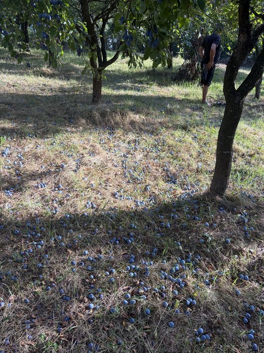 Prune de tuica de vanzare