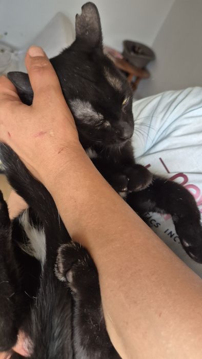 Max motanul cauta familie