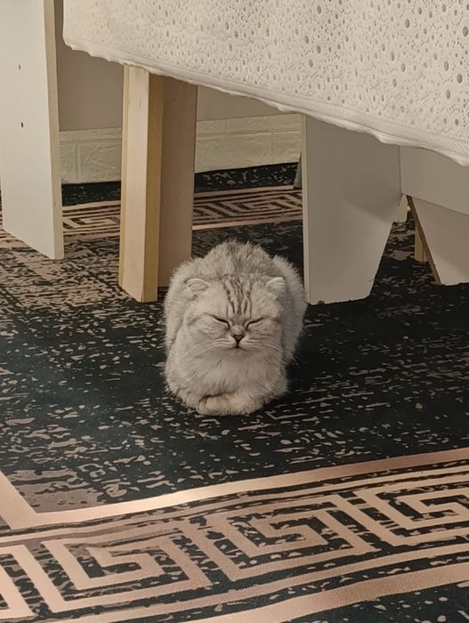 продаётся шотландская кошка