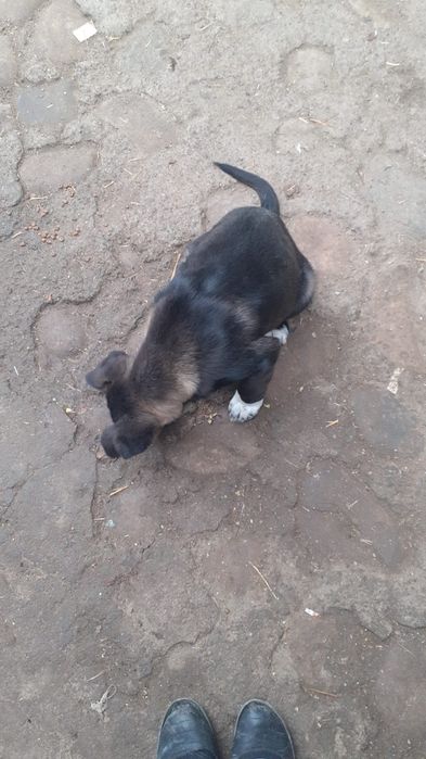 Pt adopție responsabilă