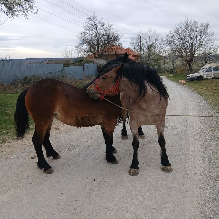 Vând iapa și mânză