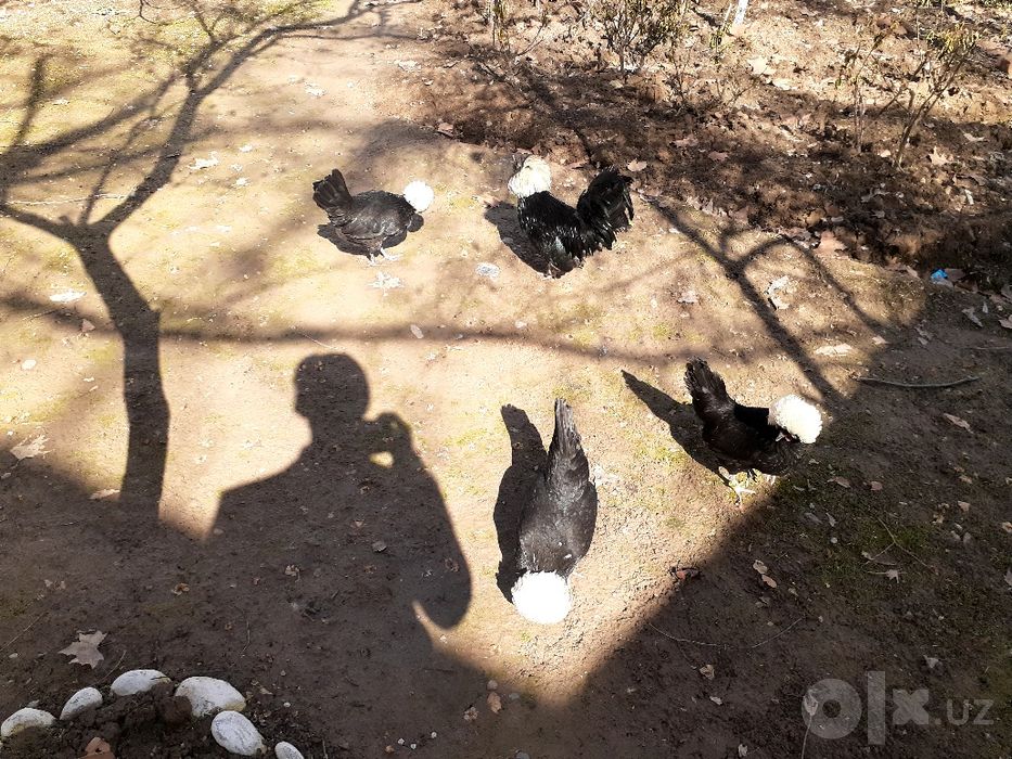 Голландский белохохлый "Голланка"  ТУХУМИ ва ЖЎЖАСИ сотилади.