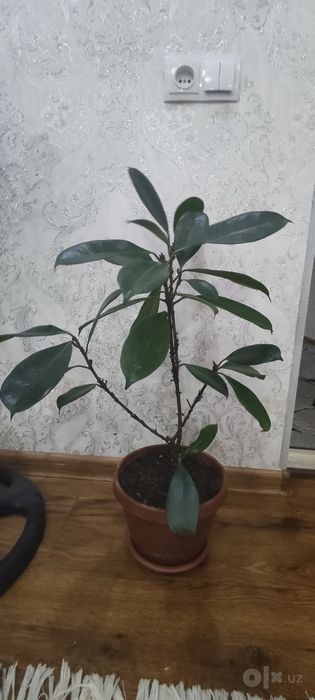 Ореховый фикус sotiladi