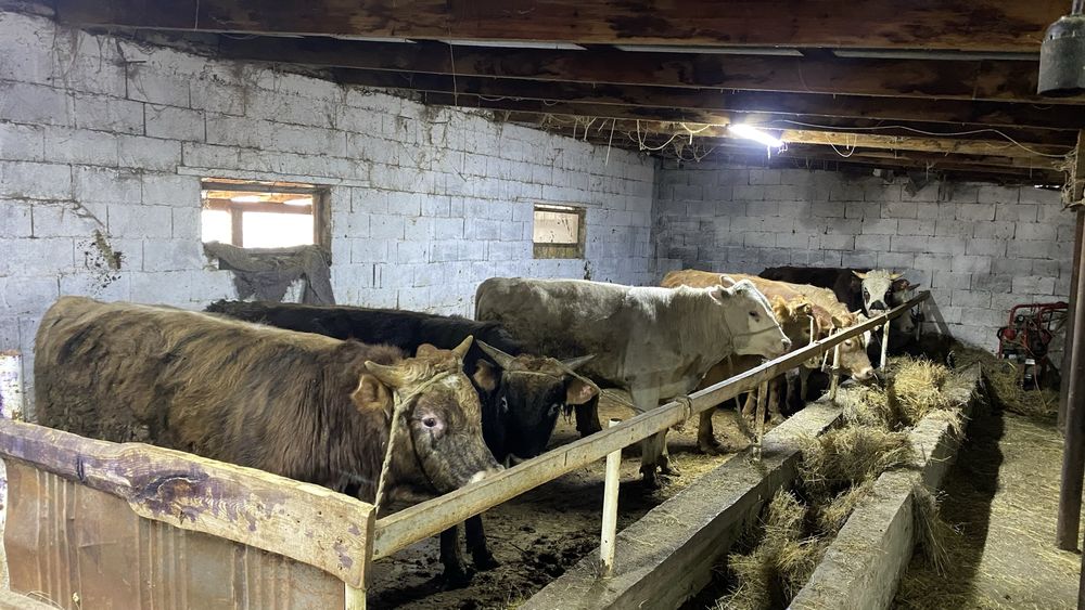 Бычок с откорм 5ай готовые