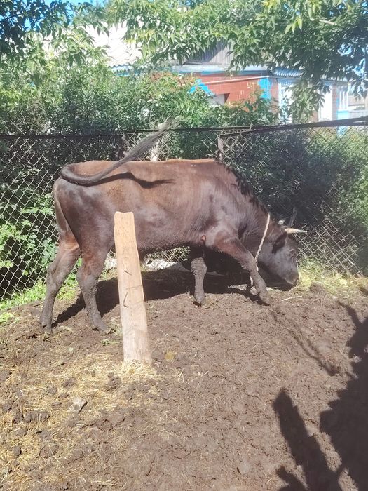 Продам быка 3г п. Силантьевка
