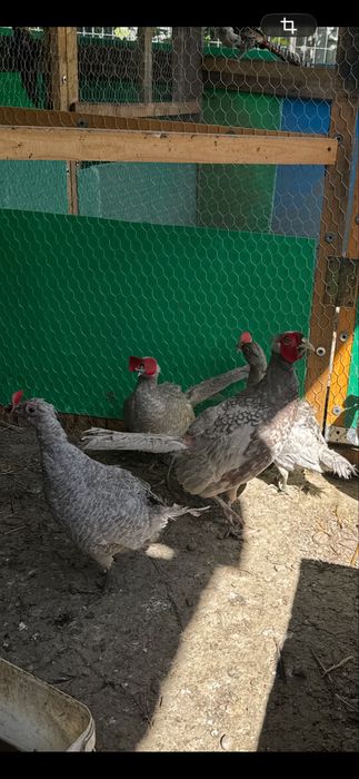 Fazani comuni colorati