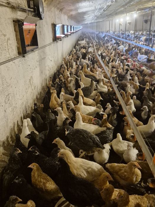 De vânzare puicuțe ouătoare moțate – 10 săptămâni