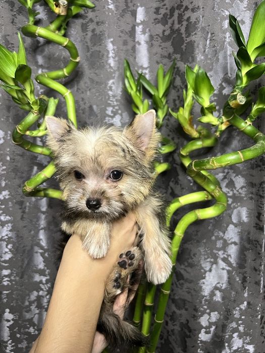 Продаётся щенок йоркширского терьера