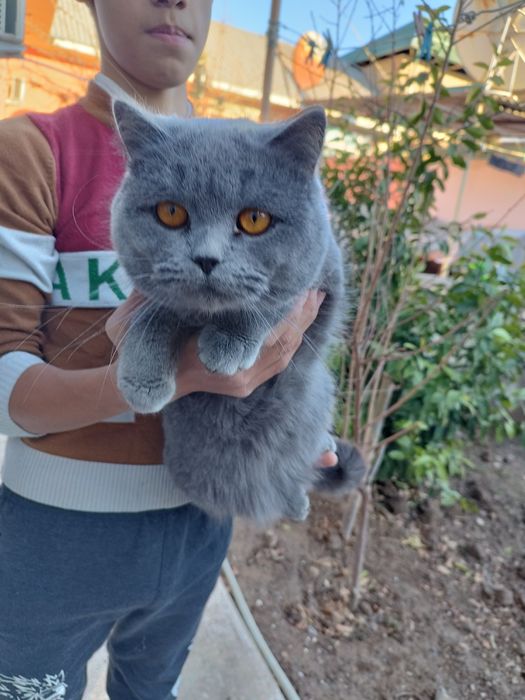 Сотилади топ-тоза пародали ёш мушуклар