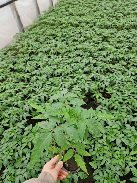 Vând răsad de roșii!