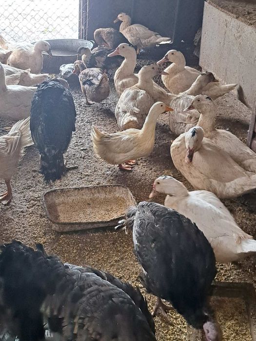 Щастливи Юрдечки -мюлери