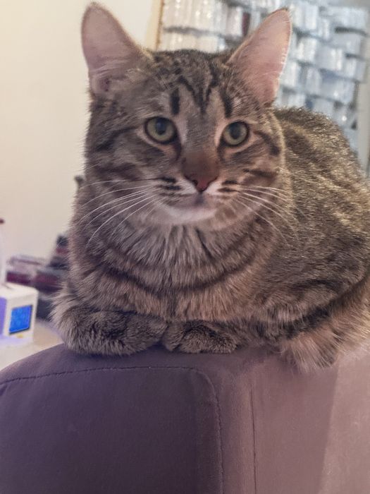 ВНИМАНИЕ!!! Отдам даром кошку