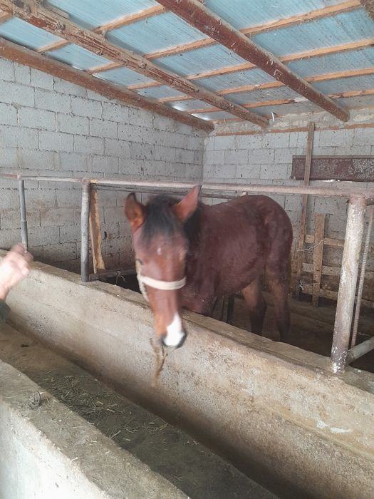 Тайлар сатылады.ст.Тулкибаста