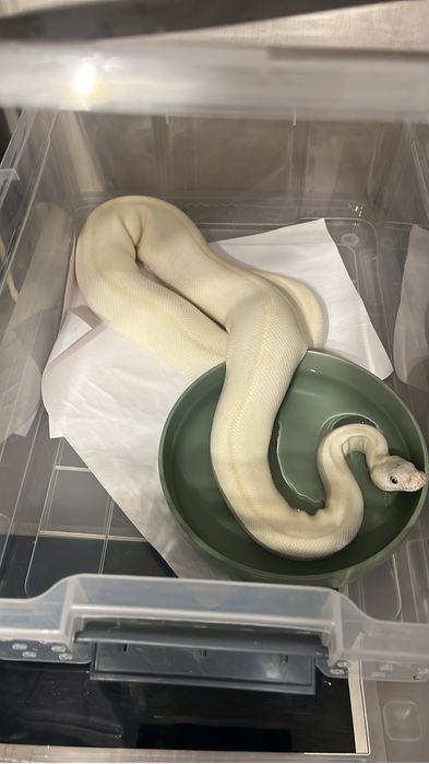 Королевский питон самка