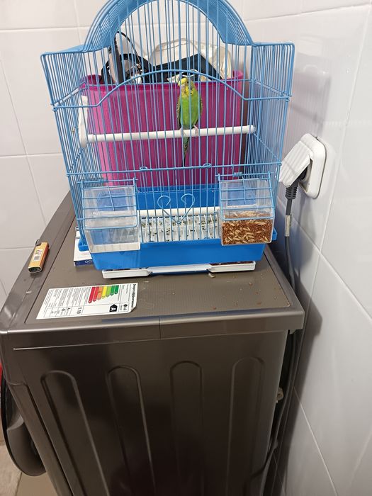 Папугай месте клетки корм