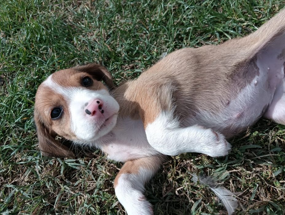 Catelusa rasa beagle