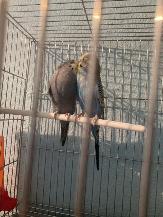 Продаются молодые попугаий парочка