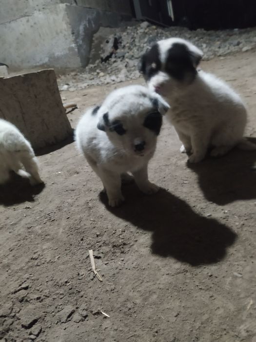 Alabay kuchukchalar sotiladi 990000 donasi 1 ta erkak 2ta urgʻochi 2