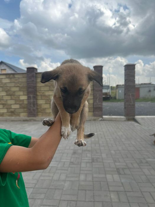 Отдам в хорошие руки